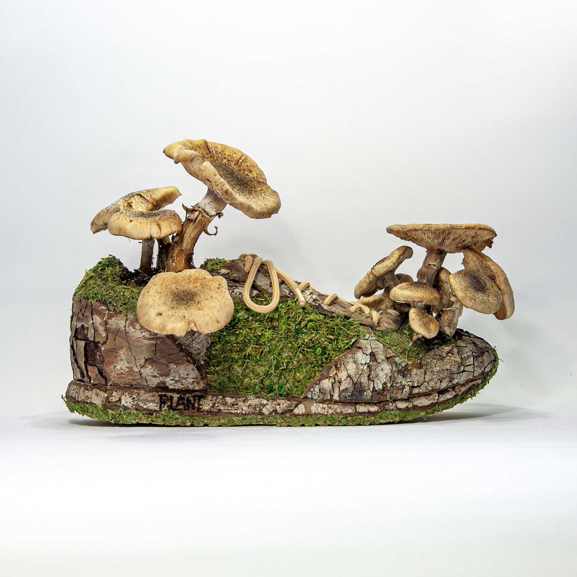 Mushroom sneakers - Mr Plant Mushroom sneakers - Monsieur Plant