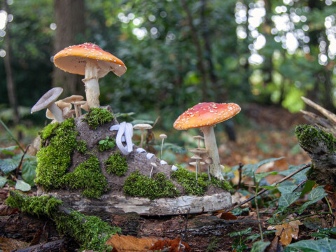 ~ Mushroom Sneakers ~