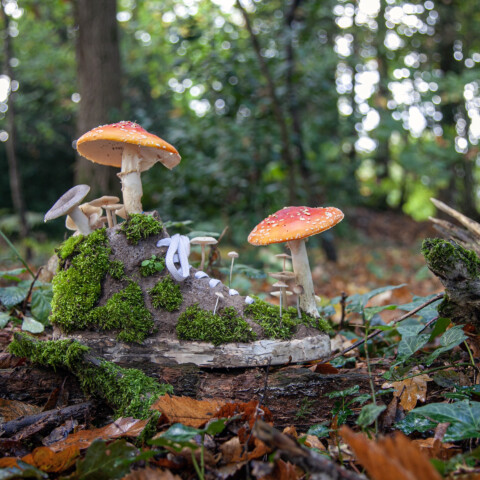 ~ Mushroom Sneakers ~