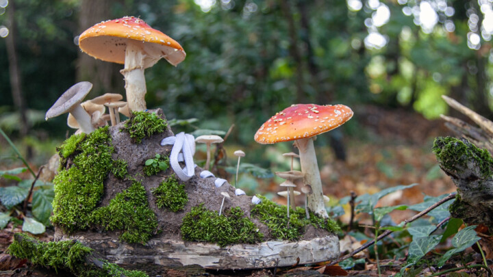 ~ Mushroom Sneakers ~