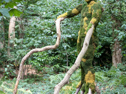Root Man