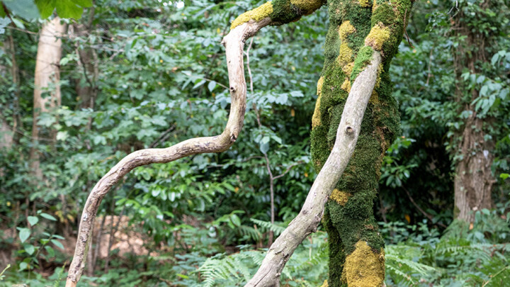 Root Man