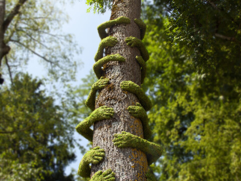 ~ Tree Hug / Annecy Paysage ~