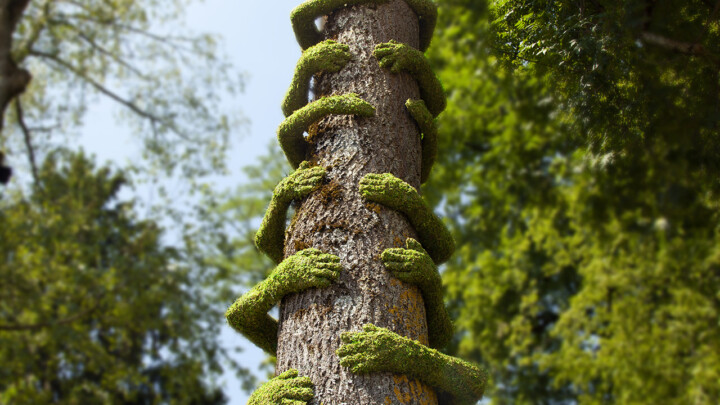 ~ Tree Hug / Annecy Paysage ~