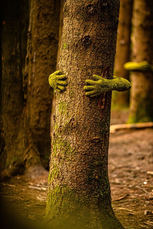 The Forest of Dean Sculpture - Monsieur Plant The Forest of Dean Sculpture - Monsieur Plant
