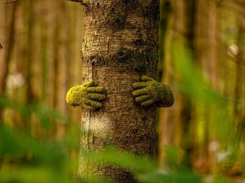 ~ The Forest of Dean Sculpture ~