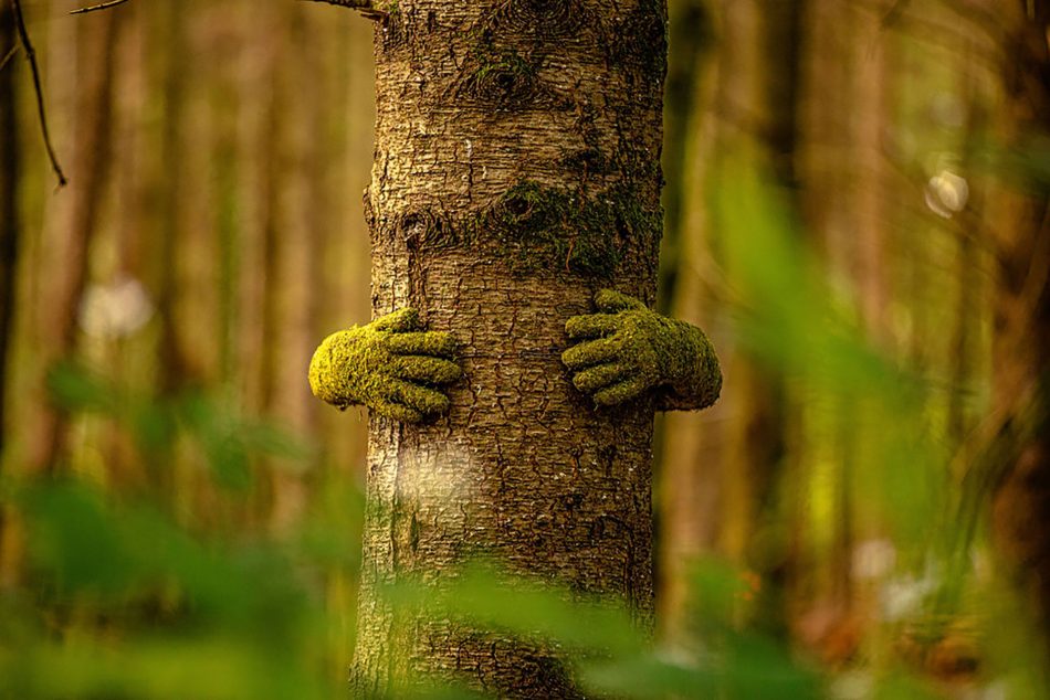 The Forest of Dean Sculpture ~ - Monsieur Plant