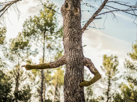 ~ Human Tree ~