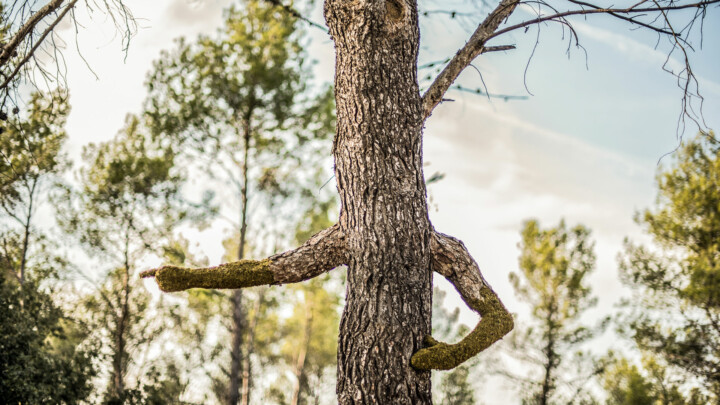 ~ Human Tree ~