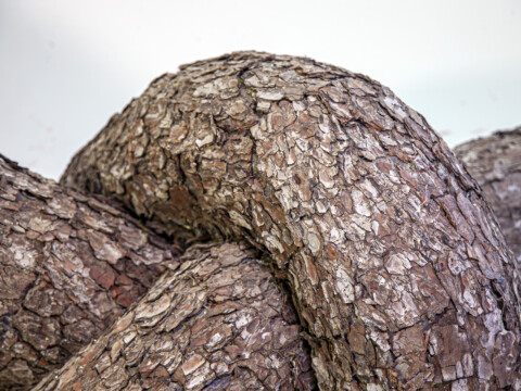 ~ Tree Knot ~