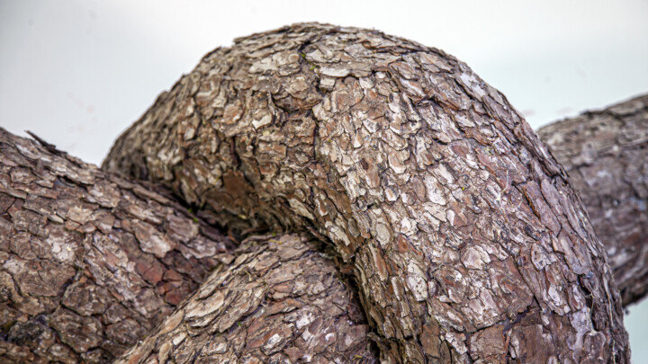 ~ Tree Knot ~