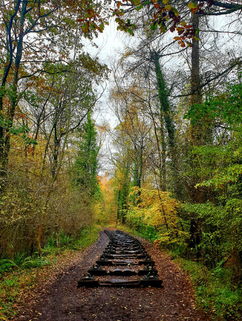The Forest of Dean Sculpture / UK