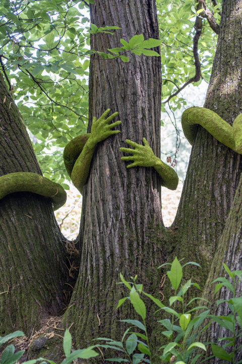 Tree Hug – Maison Chateaubriand