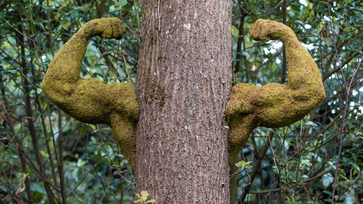 THE POWER OF NATURE